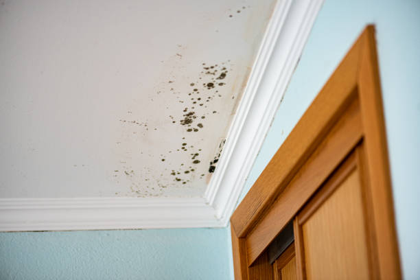 Best Black Mold Removal  in Ralls, TX